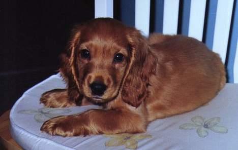 Cocker spaniel Lucy - Her er Lucy da hun er ca. 10-12 uger gammel. Allerede dengang var hun fotogen. billede 2