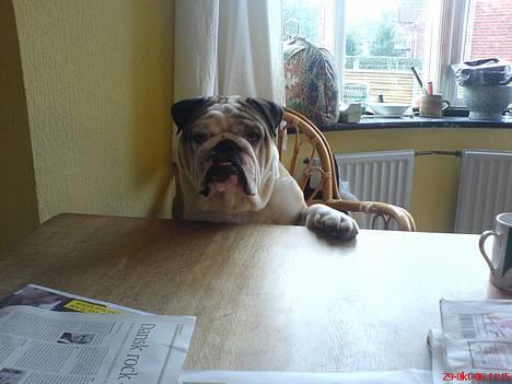 Engelsk bulldog Cæsar  billede 11