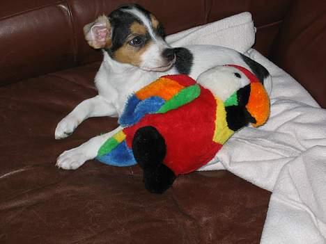 Dansk svensk gaardhund Molly - her tar jeg lige en slapper, efter en slåskamp med papegøjen ! billede 7