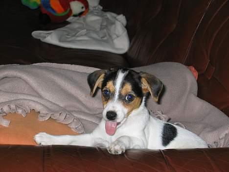 Dansk svensk gaardhund Molly - så er jeg klar til balade igen! billede 8