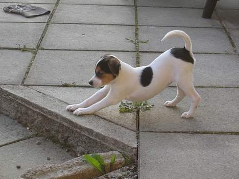 Dansk svensk gaardhund Molly - se hvor elegant jeg kan strække mig ! billede 9