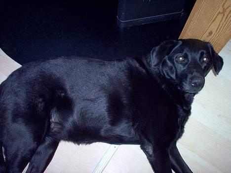 Labrador retriever Scully -  R.I.P - Ihh mor, kan jeg aldrig sove i fred? billede 6