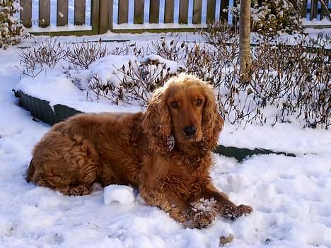 Cocker spaniel Lucy - Jeg elsker at lege i sneen, men husker altid at kigge når der bliver taget billeder billede 8