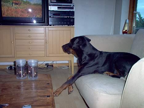 Dobermann Max - Elsker at se TV. billede 10