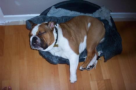 Engelsk bulldog Pumba - R.I.P - Mig der er for stor? Det er kurven der er for lille! billede 18