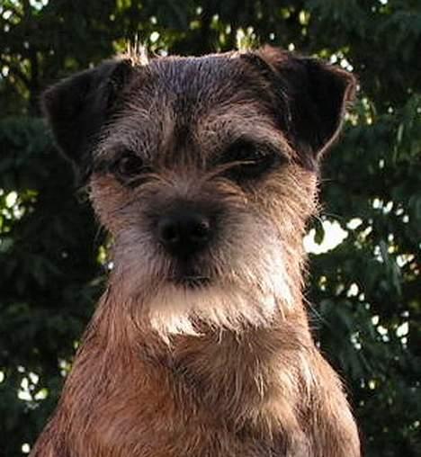 Border terrier Charlie - Smukke Charlie billede 6