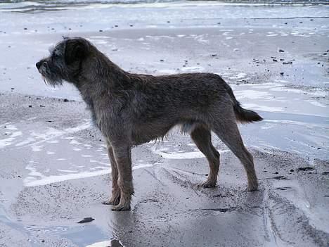 Border terrier Charlie - Ved Søndervig 2004 billede 7