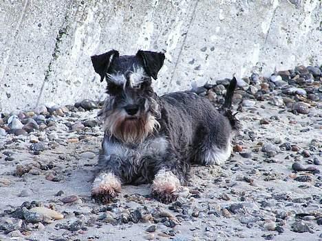 Dvaergschnauzer Cookie - Ved Søndervig sommeren 2004 billede 4