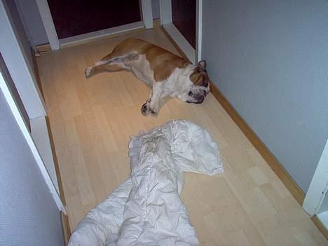 Engelsk bulldog Pumba - R.I.P - Det er for langt at slæbe sådan en stor dyne, for sådan en "lille" hund billede 19