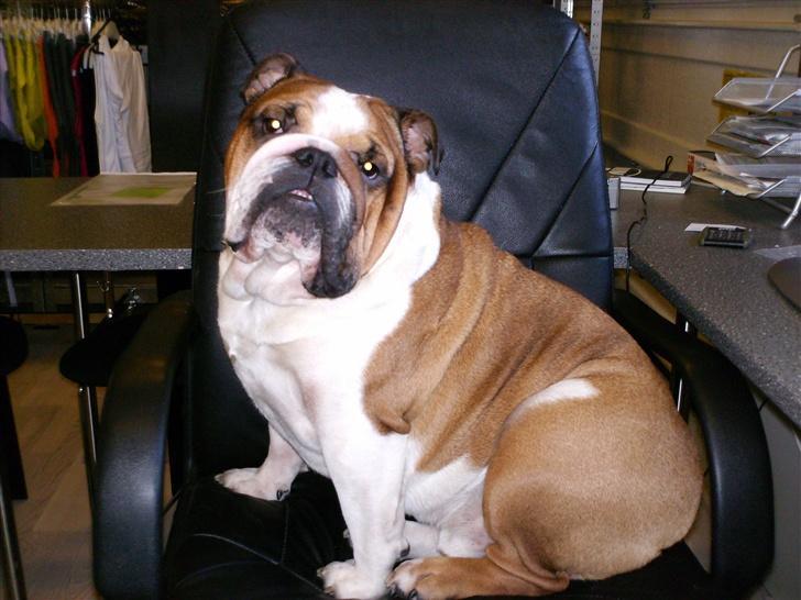 Engelsk bulldog Pumba - R.I.P - Jeg er den fødte model! billede 20