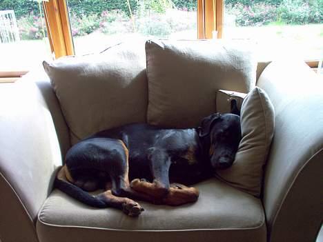 Dobermann Max - Det er min stol nu - I får den aldrig igen. billede 11