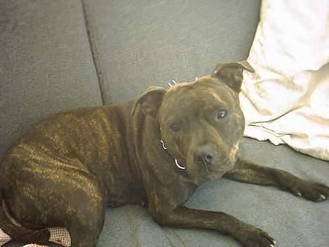 Staffordshire bull terrier Dina - Hehe billede 1