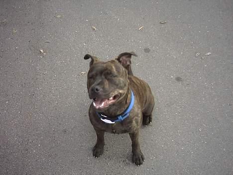 Staffordshire bull terrier Dina billede 2