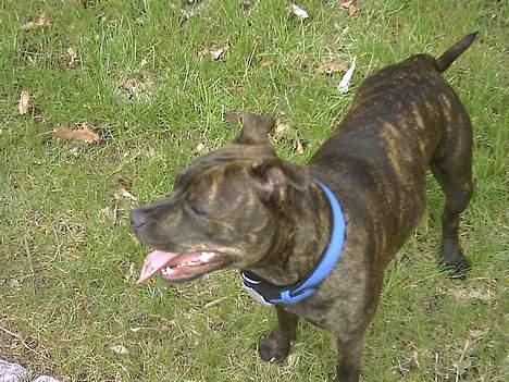 Staffordshire bull terrier Dina billede 3