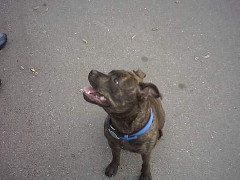 Staffordshire bull terrier Dina billede 4