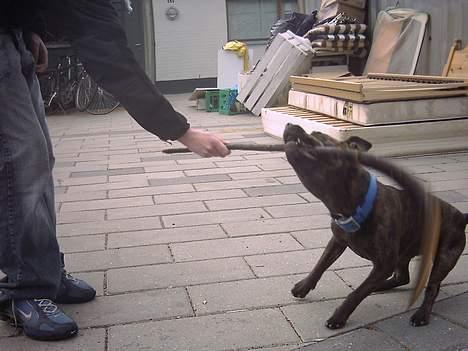 Staffordshire bull terrier Dina - Dina & Grene, hun elsker dem (: billede 5