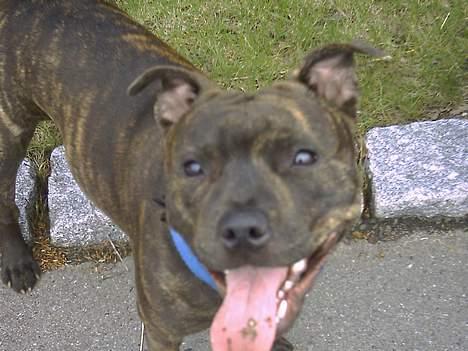 Staffordshire bull terrier Dina billede 6