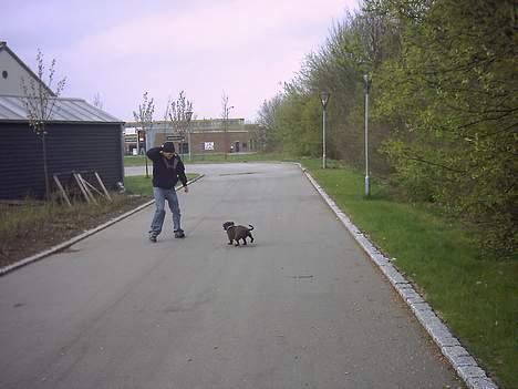 Staffordshire bull terrier Dina billede 7