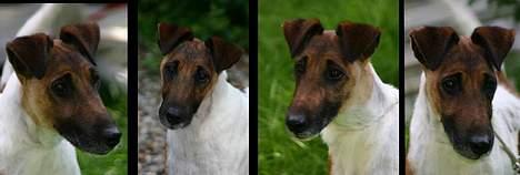 Glathåret foxterrier Egelykke " Svendsen " - her ser i mig i flere profiler billede 6
