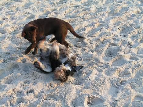 Dvaergschnauzer Cookie - Cookie leger med Zoey billede 5