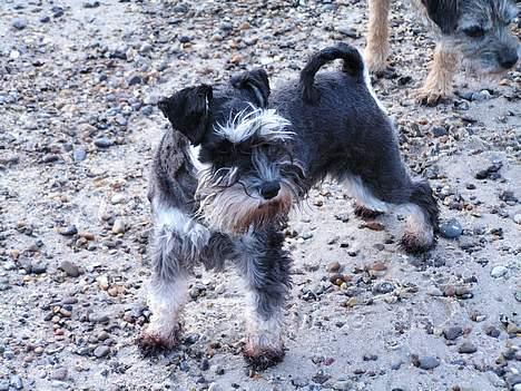 Dvaergschnauzer Cookie - Ved Søndervig 2004 billede 6
