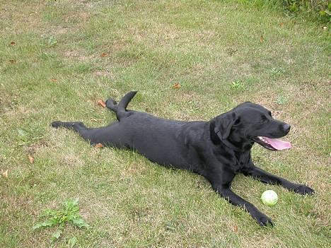 Labrador retriever Tessi - Skønt at slappe af ... billede 3