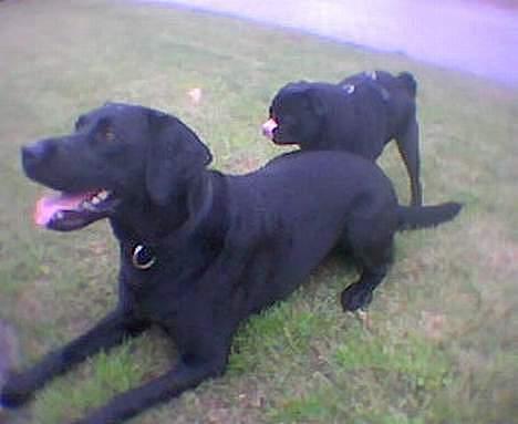 Labrador retriever Tessi billede 4