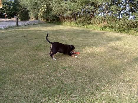 Entlebucher sennenhund Hemi - Kom bare! Jeg skal nok fange dig, ben... billede 2