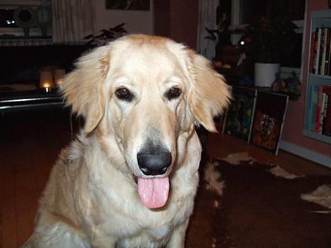 Hovawart Balder - Række tunge billede 1