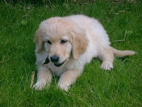 Hovawart Balder - Balders livret: Bark. billede 2