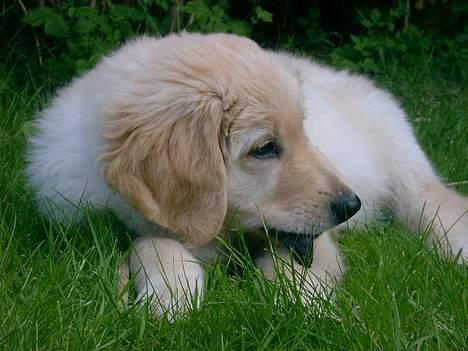 Hovawart Balder - Nærbillede billede 3