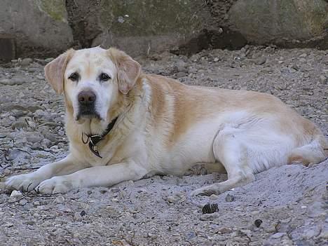 Labrador retriever dandy (lever ikke mere) - hjemme i vores baghave... billede 1