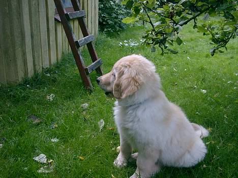Hovawart Balder - Balder kigger på høns. (de befinder sig ude af billedet) billede 4