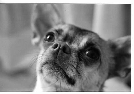 Chihuahua Nemo - Jeg er for lækker og nuttet billede 1