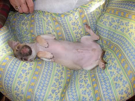 Chihuahua Nemo - Se min smukke navle.. billede 2