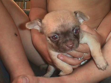 Chihuahua Nemo - Her er jeg som lille billede 3