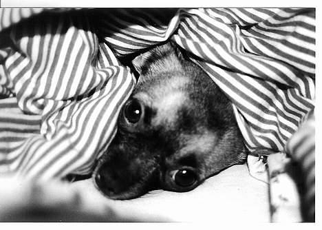 Chihuahua Nemo - Jeg elsker at sove længe under min mors dyne billede 4