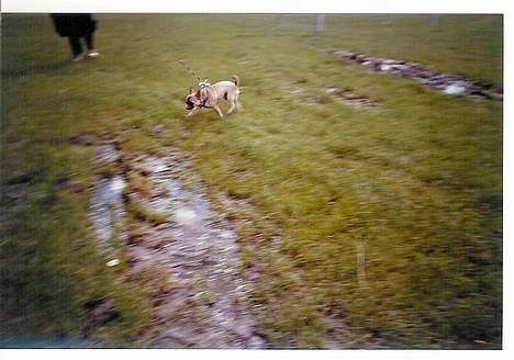 Chihuahua Nemo - Der er intet som en lille græsplæne... billede 5