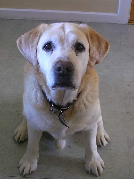 Labrador retriever dandy (lever ikke mere) - fuld profil billede 2