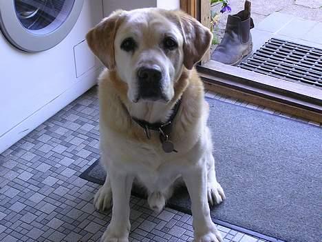 Labrador retriever dandy (lever ikke mere) - jahhh.det mig billede 3