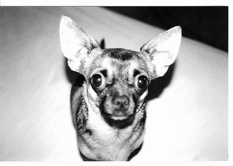 Chihuahua Nemo - Bøhhhhh... billede 6