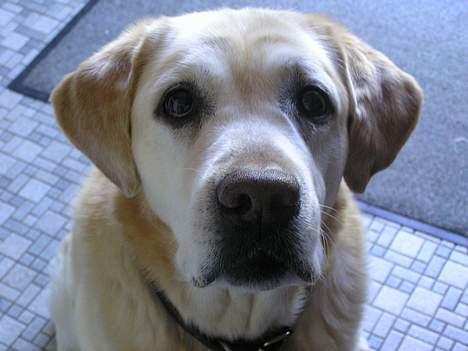 Labrador retriever dandy (lever ikke mere) - dådyr...hehe billede 4