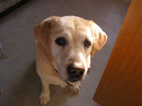 Labrador retriever dandy (lever ikke mere) - hvad gemmer du inde i skabet ? godbider =P billede 5