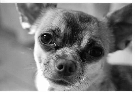 Chihuahua Nemo billede 7