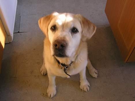 Labrador retriever dandy (lever ikke mere) - MAD!...jeg dør snart af sult...hehe billede 6