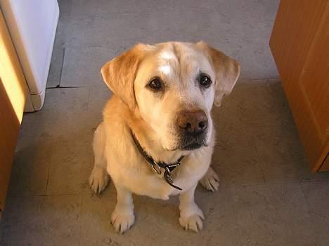 Labrador retriever dandy (lever ikke mere) - eller har du det derover ? billede 7