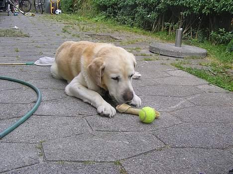 Labrador retriever dandy (lever ikke mere) - både bold og kødben...waoow billede 8