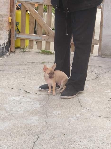 Chihuahua Nemo - En lille hund i en stor verden billede 8