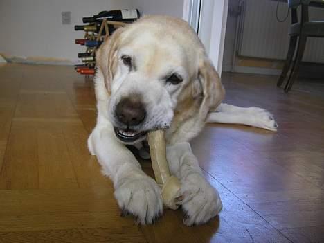 Labrador retriever dandy (lever ikke mere) - gnaske gnaske billede 9