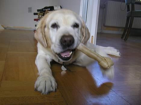Labrador retriever dandy (lever ikke mere) - hmm...godt kødben... billede 10